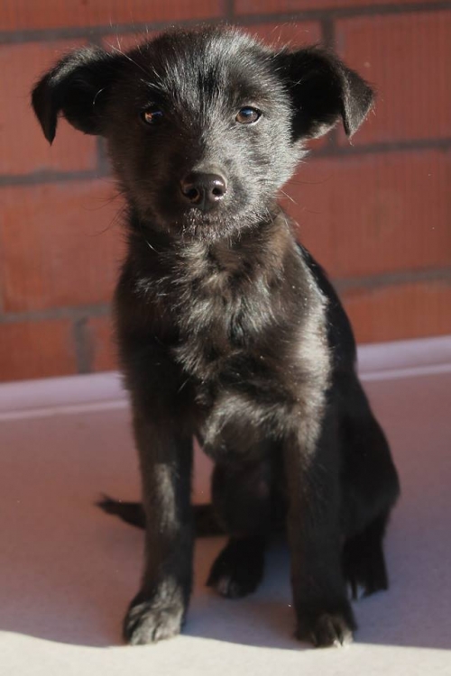 მეტისი უსახელო