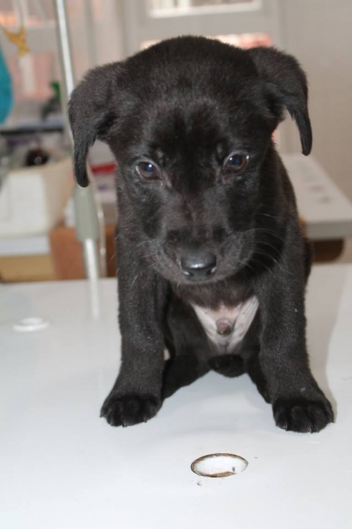 მეტისი უსახელო