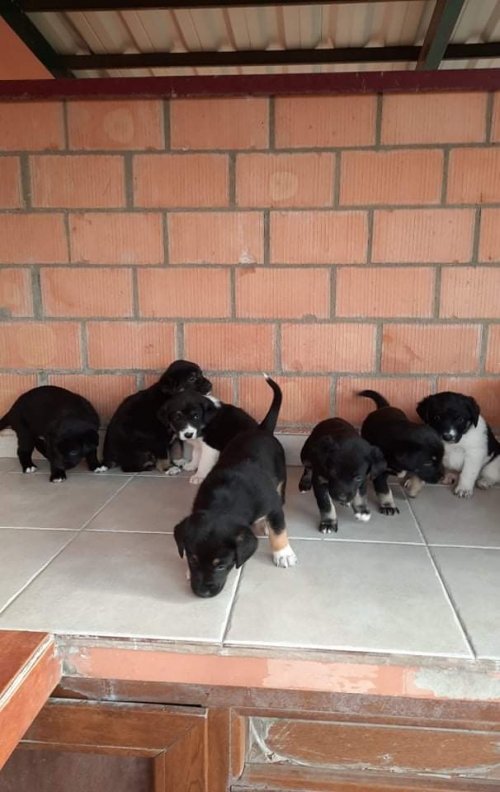 მეტისი ჩააბარა ნინო ლეჟავა