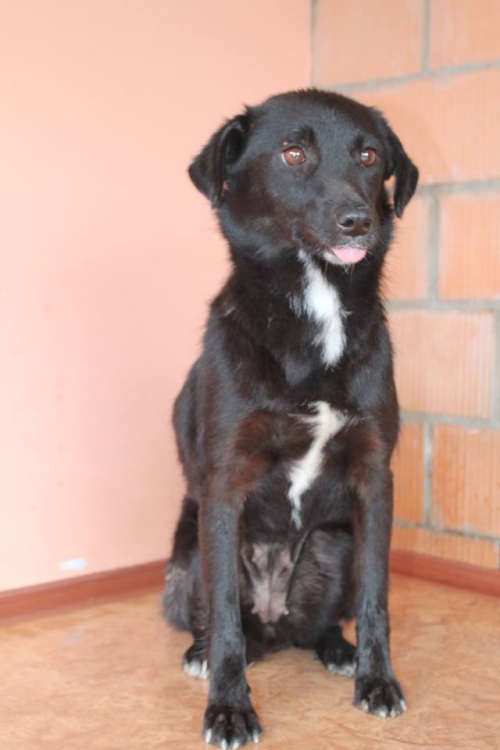 მეტისი უსახელო