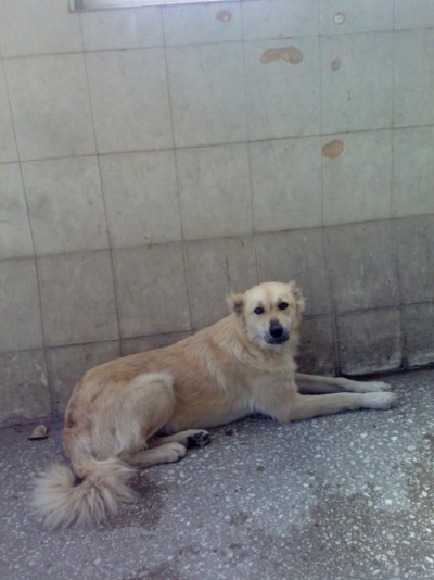 მეტისი ტურა