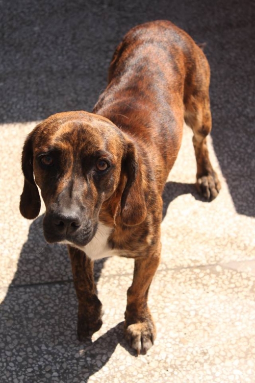 ტაქსას მეტისი ჯეკო