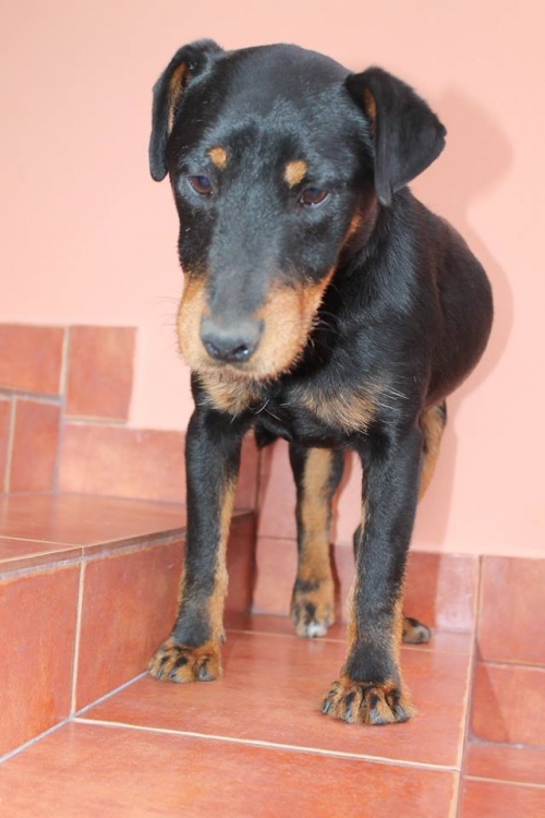 იაქტერიერი უსახელო