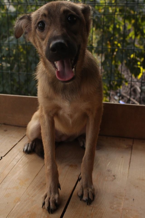 მეტისი მზექალა