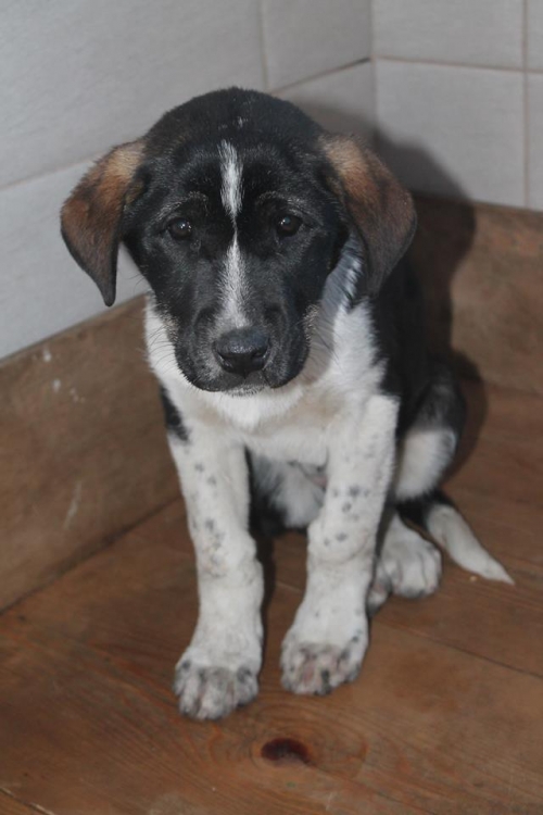 მეტისი უსახელო