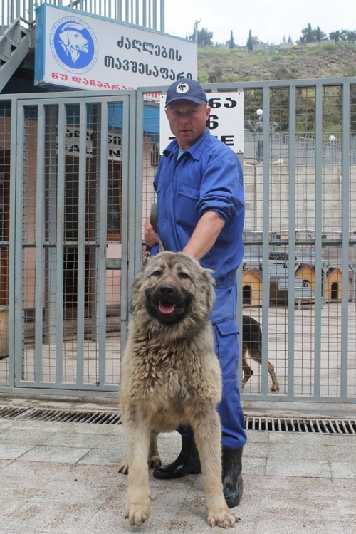 კავკასიური ნაგაზი ბომბორა