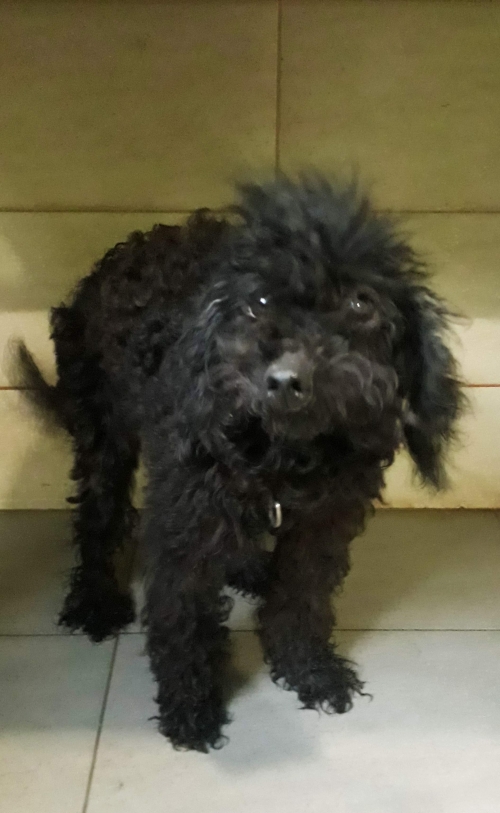 პუდელი უსახელო