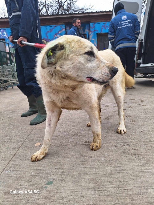 ქართული ნაგაზი გადმოყვანილია მუნიციპალური თავშესაფრიდან