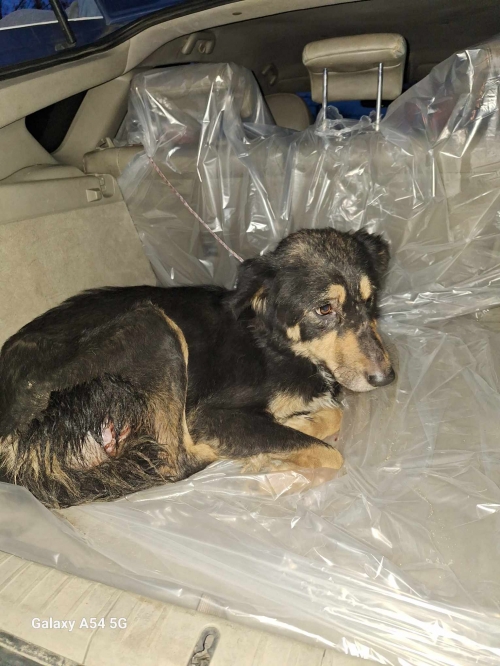 მეტისი არაგვისპირი