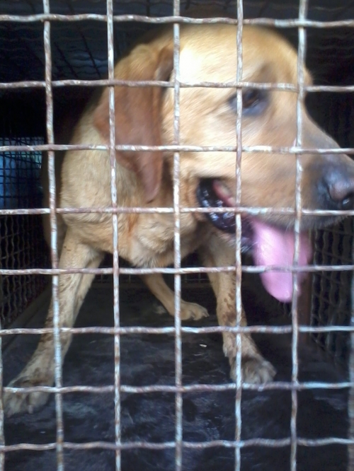 ლაბრადორი უსახელო