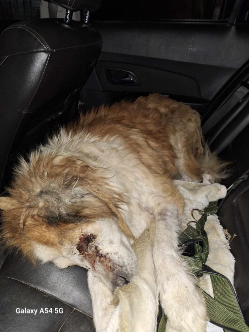 ქართული ქოფაკი დიღმის მასივი ლუბლიანას 1 მომერი ავტოსახელოსნო