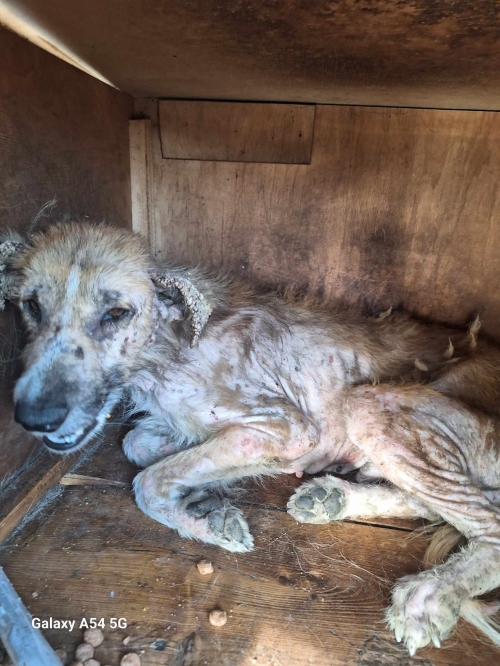 მეტისი ზესტაფონი