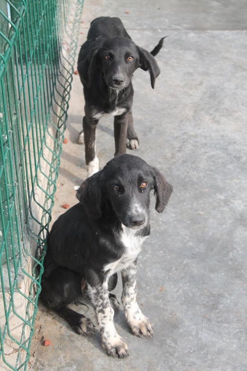 მეტისი უსახელო