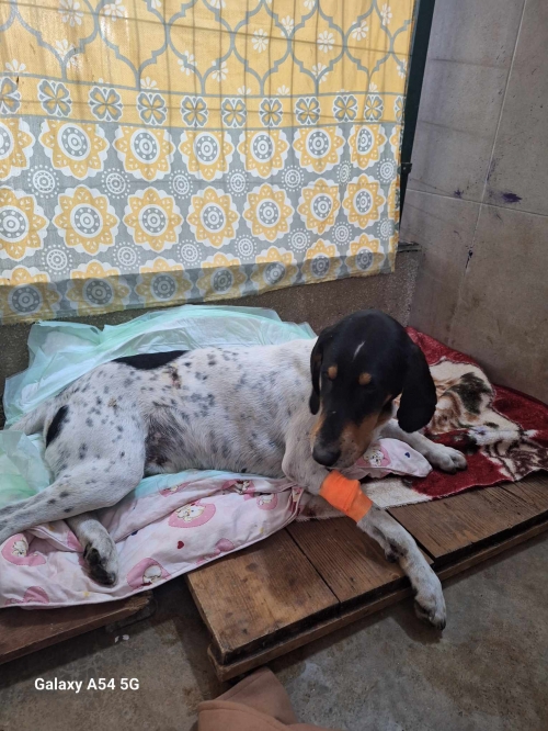 მეტისი თელავი