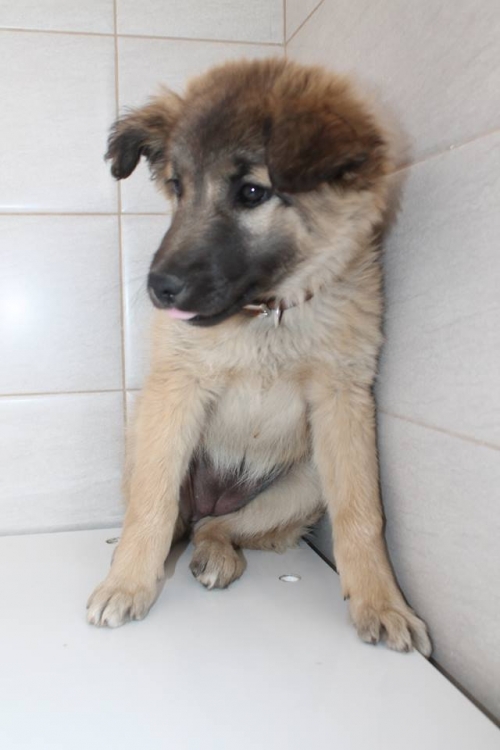 ქართული ქოფაკი უსახელო