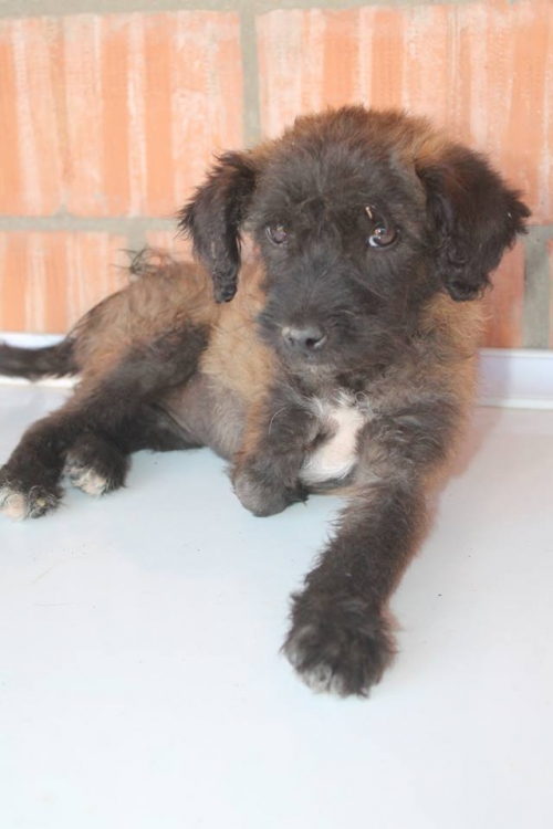 მეტისი უსახელო