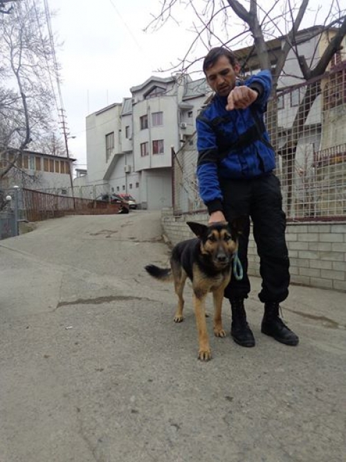 გერმანული ნაგაზი უსახელო