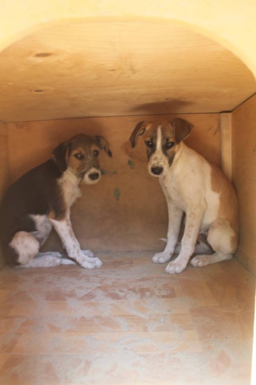 მეტისის ლეკვები უსახელო