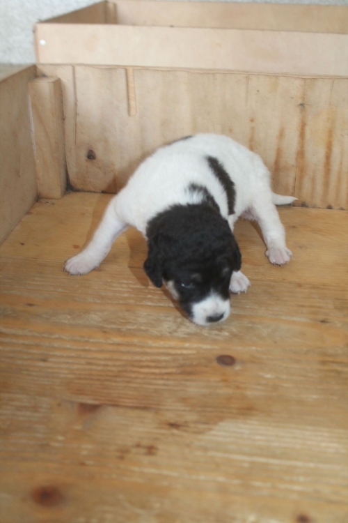 მეტისი უსახელო