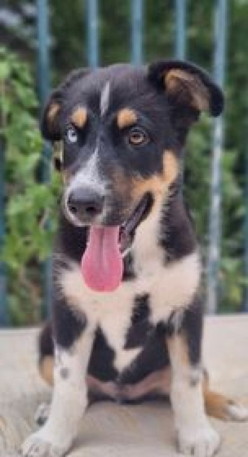 მეტისი ჯავახეთის 68 ვარკეთილი