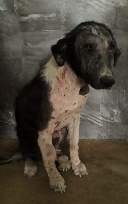 მეტისი უსახელო