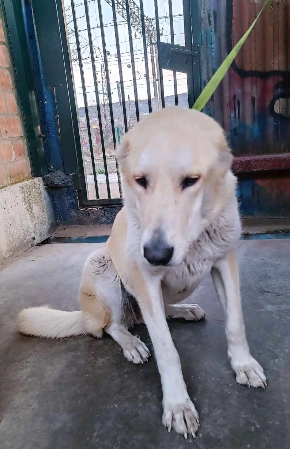 ქოფაკი. ალექსიძის ქუჩა