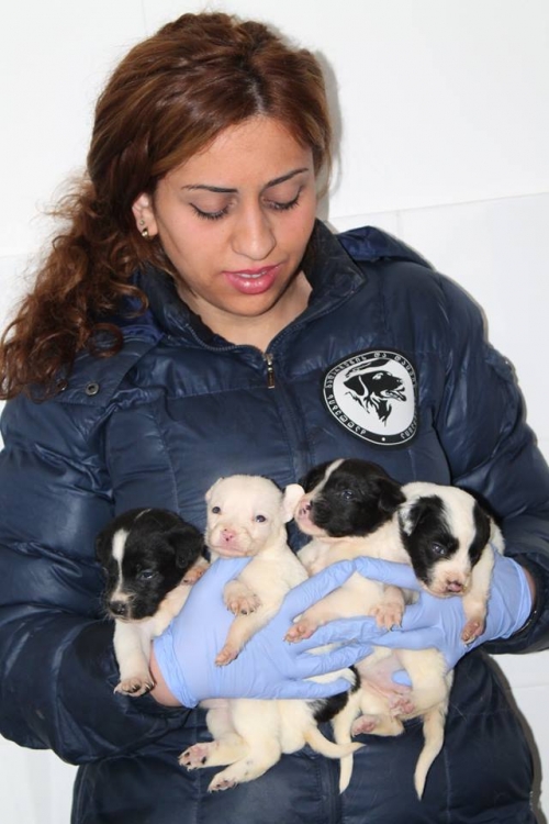 მეტისი უსახელო