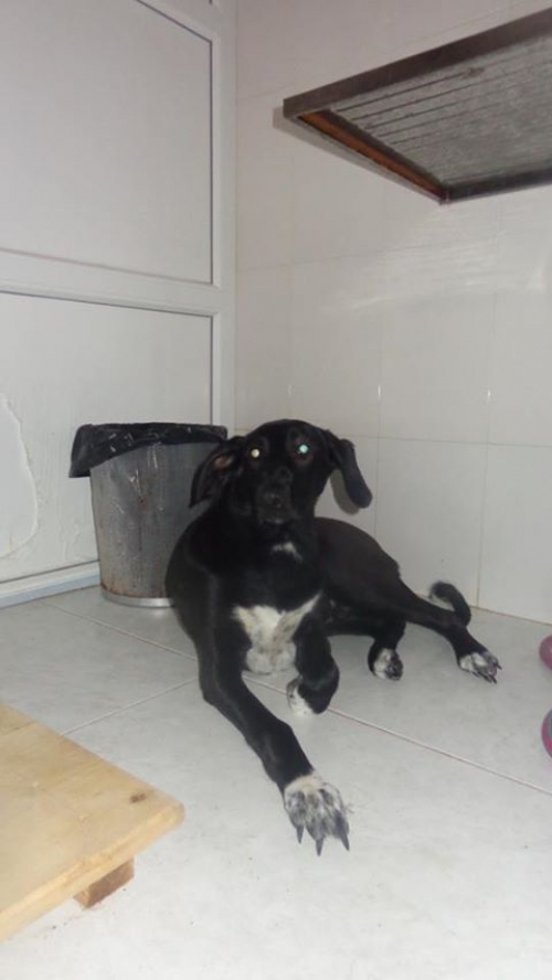 მეტისი ჩიკო