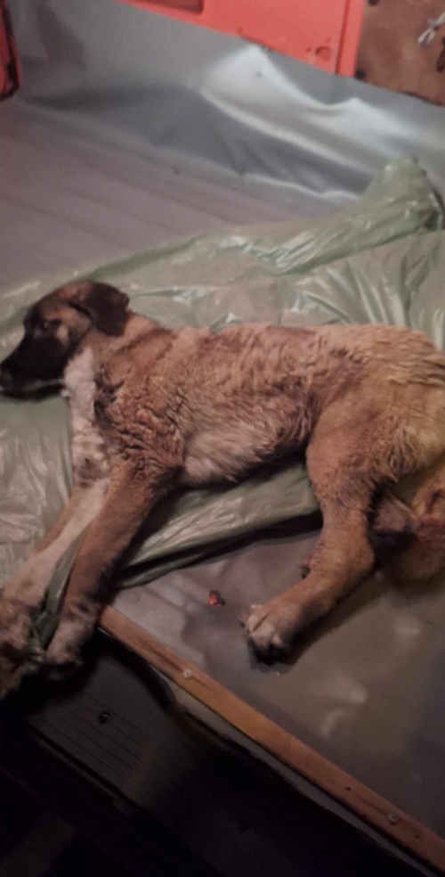 მეტისი ქ.რუსთავი შარტავას 14