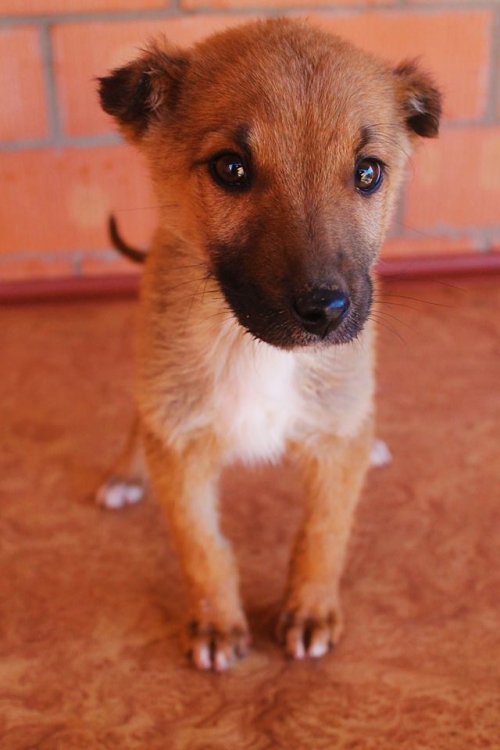 მეტისი უსახელო