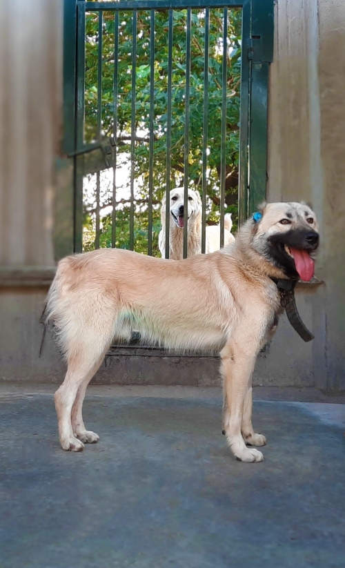 ქართული ქოფაკი მოიყვანა მუნიციპალურმა თავშესაფარმა