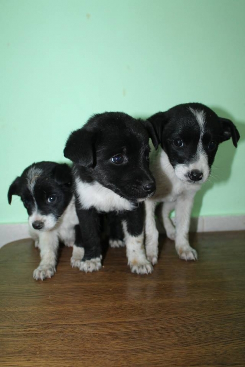 მეტისის ლეკვები უსახელო