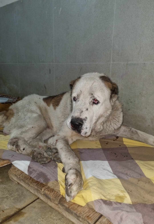 აზიური ნაგაზი წითელი სოცელი. პატიოსანი კაცის დუქანი