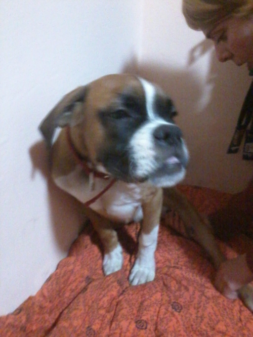 ბოქსიორი უცნობი