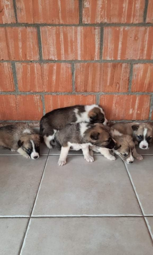 მეტისი უსახელო