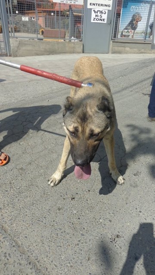 ქართული ნაგაზი უსახელო