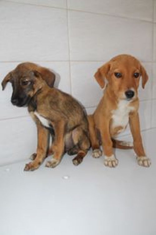 მეტისის ლეკვები უსახელო