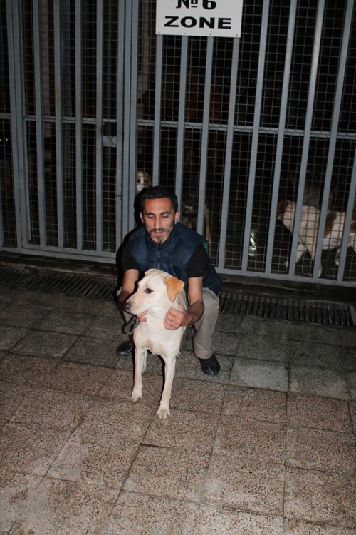 ლაბრადორი უსახელო