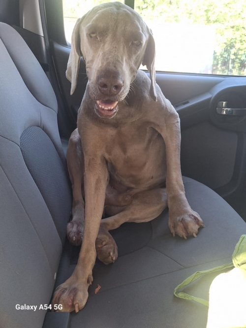 ვეიმარანერი საჩხერე ბენზინ გასამართ სადგური პეტროლი