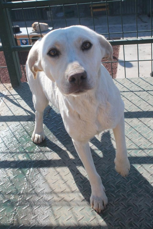 მეტისი ბელკა