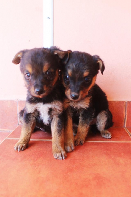 მეტისის ლეკვები უსახელო