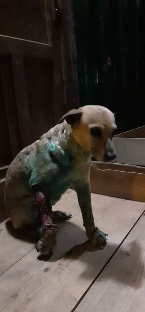 მეტისი უსახელო