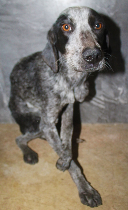 მეტისი უსახელო