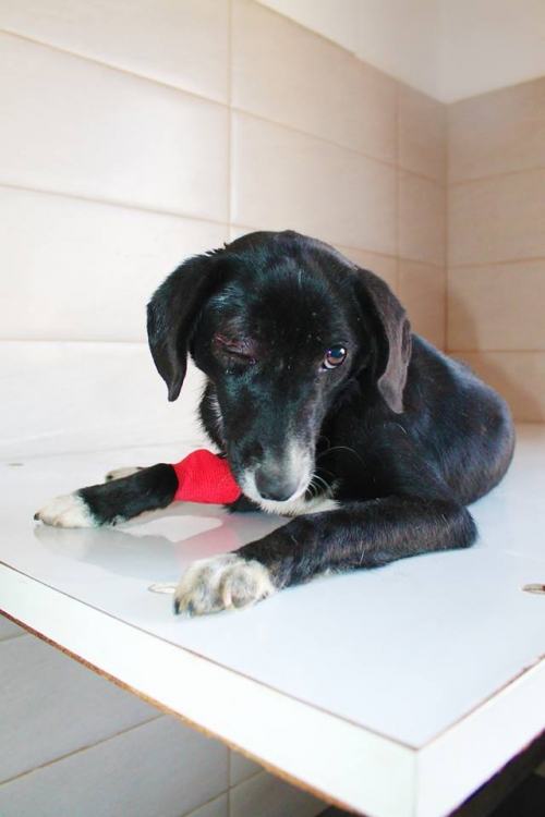 მეტისი მემე