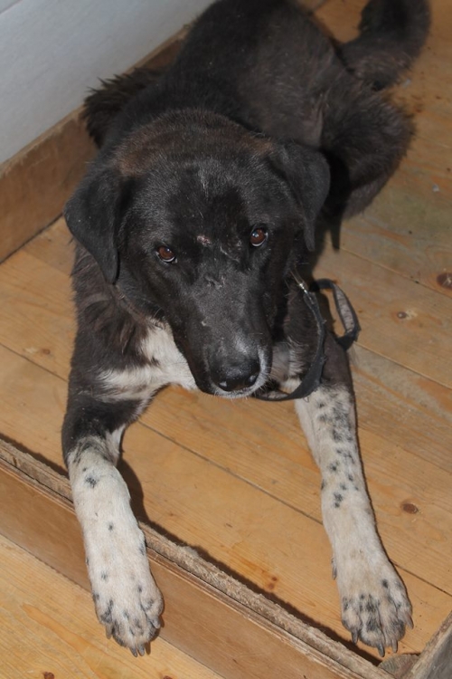 მეტისი უსახელო