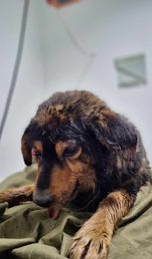 ქართული ქოფაკი მოსკოვის გამზირი