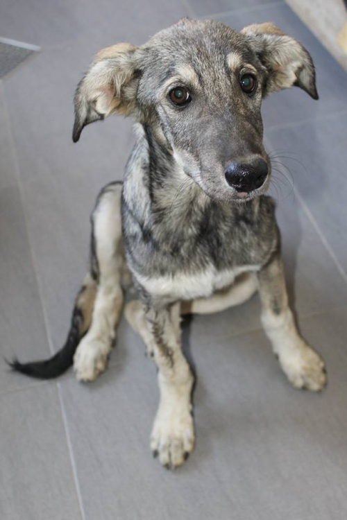 მეტისი უსახელო