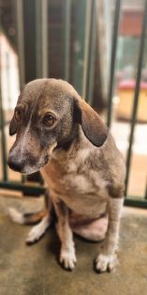 მეტისი ქ. რუსთავი მოლის ტერიტორია