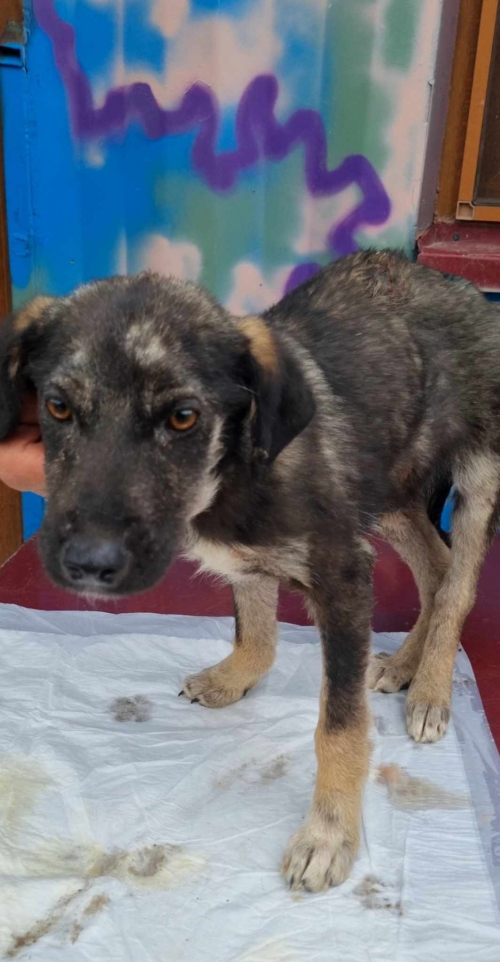 მეტისი ლისის მიმბდებარე ტერიტორია