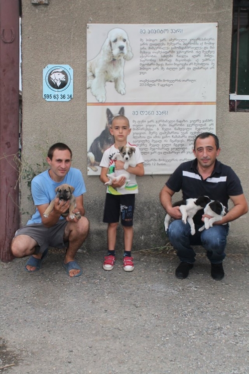 მეტისის ლეკვები უსახელო